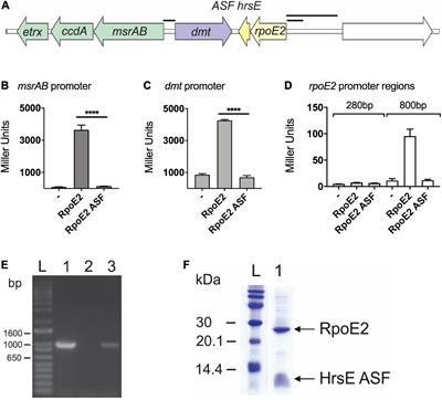 The Alternative Sigma Factor RpoE2 Is Involved in the Stress Response to Hypochlorite and in vivo Survival of Haemophilus influenzae